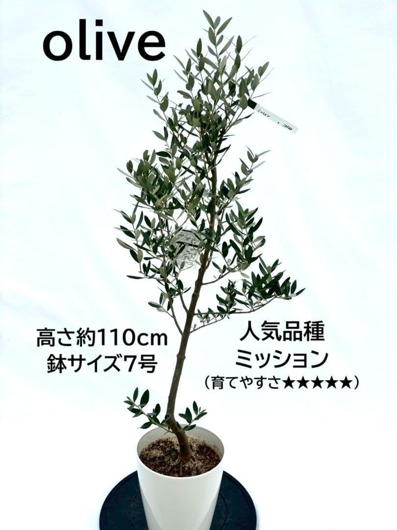 オリーブの木　ミッション　7号　約110cm　NO.560　人気品種　一点物 オリーブの木 ミッション 7号 約110cm NO.560 人気品種 一点物